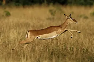 Impala - pronking, Masai Mara National Reserve, Kenya JFL05291