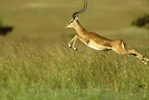 Impala - pronking - Masai Mara National Reserve - Kenya JFL14923