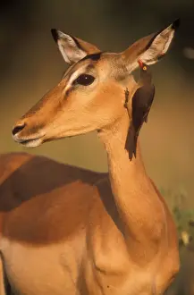 Picking Prints: Impala & Red-billed Oxpecker (Buphagus erythrorhynchus)