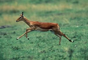 Images Dated 14th September 2004: Impala Running Maasai Mara, Kenya, Africa