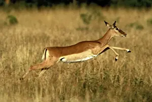 Impala - running. Maasai Mara - Kenya - Africa