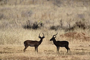 Impala, silhouette, Aepyceros melampus