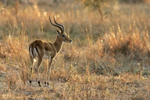 Images Dated 11th July 2004: mpala