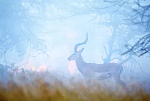 Smoking Prints: Impala - standing infront of fire & smoke. Maasai mara National Park - kenya - Africa