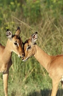 IMPALA - young pair involved in social grooming