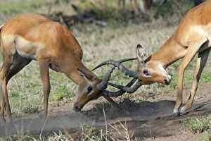 Impalas - fighting