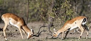 Impalas males fighting