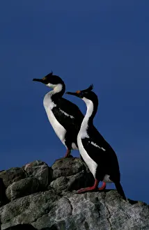 Shags Prints: Imperial shag
