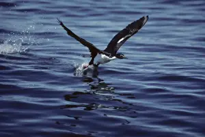 Taking Off Prints: Imperial Shag - Taking off across water Tierra del Fuego, Argentina BI005213