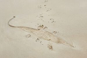 Images Dated 17th September 2011: Imprint of Saltwater Crocodile in sandy beach at low tide