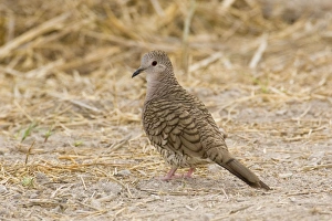Images Dated 2nd April 2008: Inca Dove South Texas in April