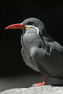 Inca Tern - Portrait