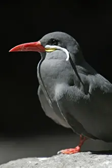 Inca Tern - Portrait, Emmen, Holland