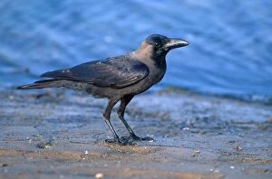 Images Dated 13th November 2007: Indan house crow - introduced pest species Corvus sp near Dar-es-Salaam Tanzania
