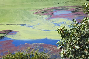 Algae Gallery: Indhar Lake covered by algae, Udaipur, Rajasthan
