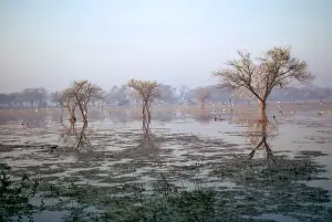 India - Bharatpur Marsh Bharatpur Wildlife Refuge Keoladeo Ghana
