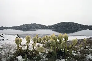 India - Brahm Kamal Flowers. Sacred flower of higher Himalaya, 13, 600ft. Kumaon Himalaya, India