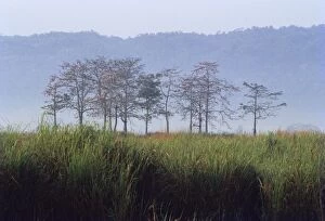 INDIA - Kaziranaga National Park
