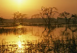 India - Keoladeo National Park, Bharatpur, India - At sunset