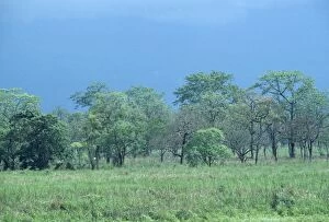 Images Dated 26th July 2005: India - Manas Tiger Reserve, Monsoon cloud
