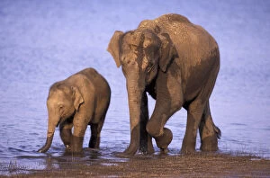 India, Nagarhole National Park. Asian elephant family
