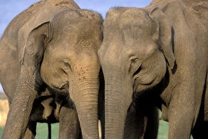 Danita Delimont Gallery: India, Nagarhole National Park. Asian elephant herd