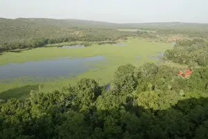 Monsoon Prints: INDIA - Padam Talao, Aerial view of lakeside forest after the monsoon Ranthambhore NP