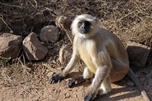 India, Ranthambore. Gray Langur monkey of