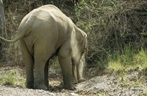 Indian / Asian Bull elephant digging at the salt-lick