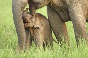 Images Dated 17th May 2007: Indian / Asian Elephant - adult with calf Corbett National Park, Uttaranchal, India
