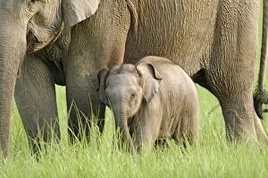 Images Dated 17th May 2007: Indian / Asian Elephant - adult with calf Corbett National Park, Uttaranchal, India