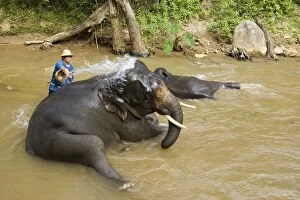 Indian / Asian Elephant - Bathing and cleaning