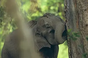 Indian / Asian Elephant biting the bark, Corbett National Park, India