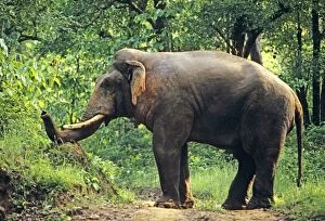 Indian / Asian Elephant breaking termite mound, double masth