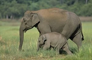 Images Dated 10th November 2005: Indian / Asian Elephant - with calf Corbett National Park, India