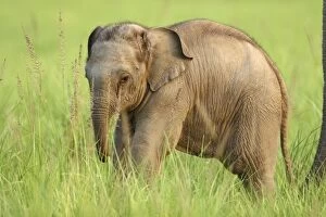 Images Dated 17th May 2007: Indian / Asian Elephant - calf Corbett National Park, Uttaranchal, India