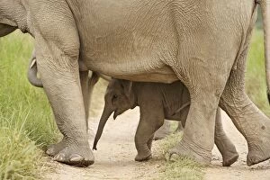 Images Dated 16th May 2007: Indian / Asian Elephant with calf Corbett National Park, Uttaranchal, India
