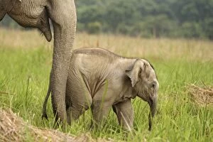 Images Dated 16th May 2007: Indian / Asian Elephant - calf Corbett National Park, Uttaranchal, India