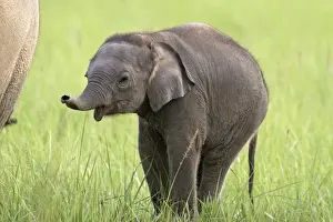 Elephant Prints: Indian / Asian Elephant - calf Corbett National Park, Uttaranchal, India