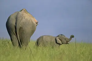 Bottoms Prints: Indian / Asian Elephant - with calf Corbett National Park, India