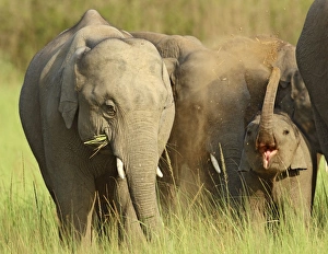 Indian Elephant calves playing