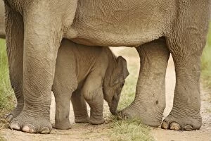 Images Dated 16th May 2007: Indian / Asian Elephant - calf sheltering under adult Corbett National Park, Uttaranchal, India
