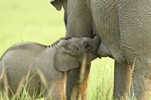 Images Dated 17th May 2007: Indian / Asian Elephant - calf suckling Corbett National Park, Uttaranchal, India
