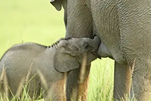 Indian / Asian Elephant - calf suckling Corbett National Park, Uttaranchal, India