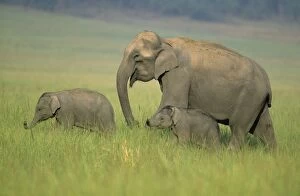 Indian / Asian Elephant - with calves trying to catch scent