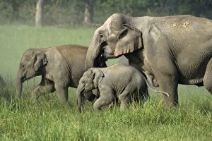 Indian / Asian Elephant - calves walking with herd