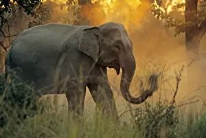 Indian / Asian Elephant cleaning grass before eating, Corbett National Park, India