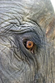 Indian / Asian elephant - close-up of eye and surrounding skin in detail, including eye-lashes