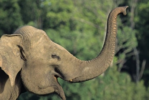 Images Dated 9th January 2007: Indian / Asian Elephant communicating, Corbett National Park, India