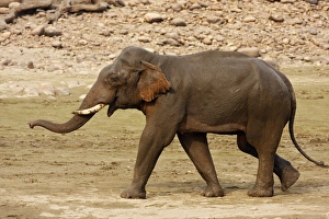 Images Dated 16th May 2008: Indian / Asian Elephant communicating